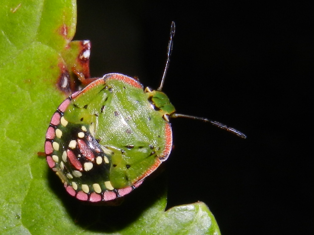 Nezara viridula fasi di crescita